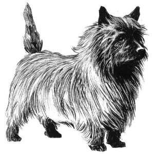   of 12 Parchment Gift Tags Line Drawing Cairn Terrier: Home & Kitchen