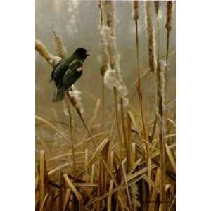   Robert Bateman   Winter Cattails Red Winged Blackbird: Home & Kitchen