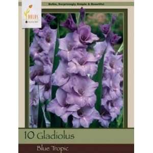  Honeyman Farms Gladiolus Blue Tropic Pack of 10 Bulbs 