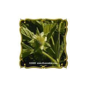 Rough Avens (Geum laciniatum) Jumbo Wildflower Seed Packet 