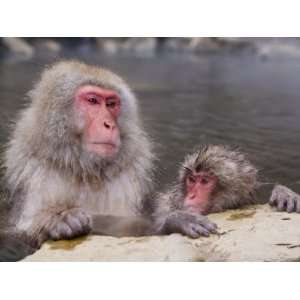  Japanese Macaque Baby Soaking in Hot Thermal Spring Pool 