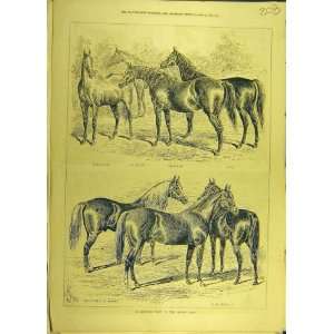  1877 Mynton Stud Horses Syrian Knapp Sturgess Print: Home 