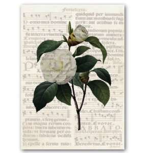  Camelia Combo 1   5 x 7 Vellum Overlay Greeting Card 