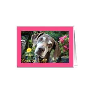  44th Birthday card, German Shorthaired Pointer Card Toys 