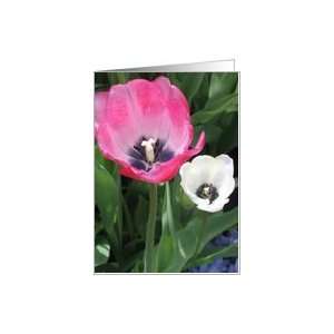  Daughter Mothers Day Beautiful Pink and White Tulips Card 