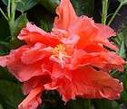 Hibiscus Plant Tropical Double Orange Jane Cowl Bargain Multi Pack 