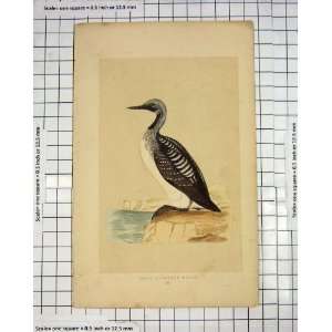  Morris 1851 Bird Ornithology Black Throated Diver