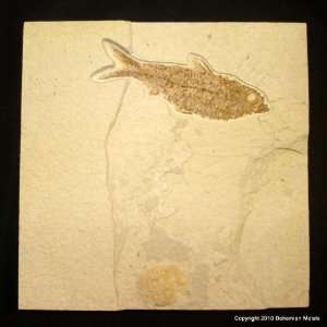  Green River Fm. Fossil Fish 6 in. Tile   Knightia F0227 