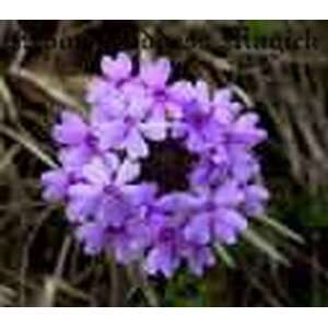   ~1oz. Vervain~HERB~THE Witches Herb~Wicca~New Age 