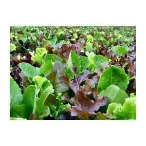  Mesclun Mix Seeds: Everything Else