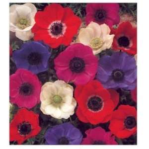   Color DeCaen Anemone Flower Bulbs, windflowers: Patio, Lawn & Garden