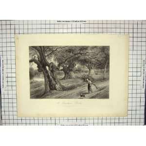   ENGRAVING VIEW BURNHAM BEECHES TREES WILLMORE FOSTER