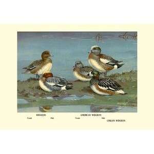   Black poster printed on 20 x 30 stock. Widgeon Ducks: Home & Kitchen
