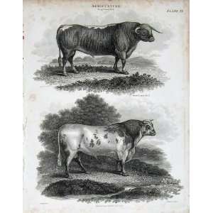   Encyclopaedia Britannica 1815 Agriculture Bull Animals