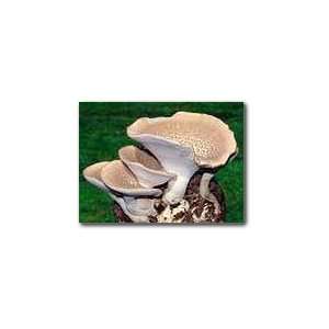 : The Stone Mushroom Garden Patch  Indoor Mushroom Growing Kit   Grow 