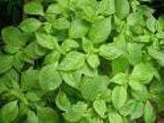   herb helps digestive tract and remove excess gos in the stomach