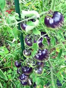ORGANIC Blue Tomato Plant Seeds 50+ Indigo Rose Rare Open Pollinated 