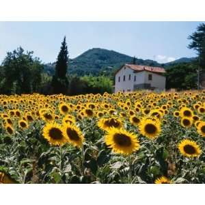  Field Of Sunflowers, Tuscany, Italy Wall Mural