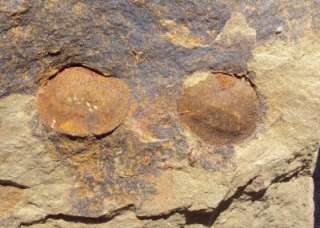 GRADE A BRACHIOPODS FOSSIL PLATE. MOROCCO  