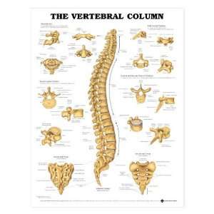 The Vertebral Column Anatomical Chart Spine  Industrial 