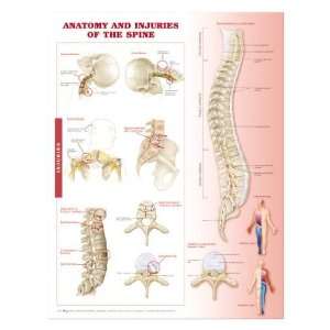 Anatomy and Injuries of the Spine Anatomical Chart:  