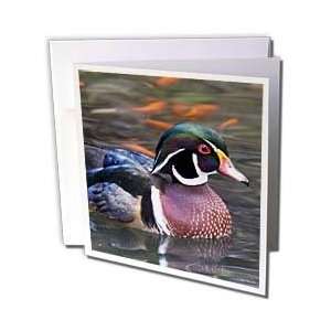  VWPics Birds   Wood Duck (male) in pond with goldfish.(Aix 