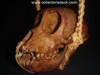 Philippines Macaque Macaca Monkey Skull TAXIDERMY #23  