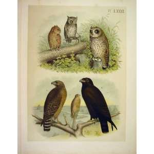   Owl, Buzzard, Hawk Studer Jasper Birds Of America 1878