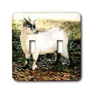  Farm Animals   Pygmy Goat   Light Switch Covers   double 
