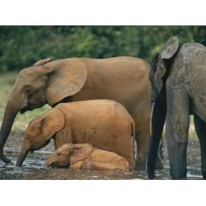  Forest Elephants, Including Juveniles, Use Their Trunks to 