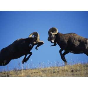  Rams Display Traditional Mating Season Behavior by Butting 