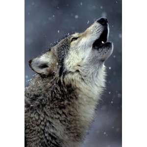  CALL OF WILD WOLF HOWLING SNOW 24X36 POSTER PP30995 