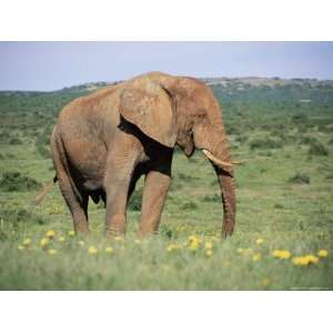 African Elephant, Loxodonta Africana, Covered in Mud, Addo, South 