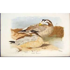  Anser Indicus Duck Bird Colour Antique Print Fine Art 