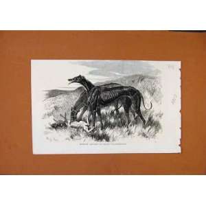   Greyhounds Lady Clare Asylum C1857 London News Print