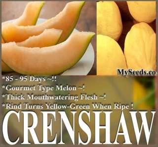 40 Crenshaw Melon Seeds Cucumis melo var. inodorus ~ Gourmet Type 
