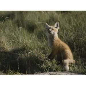 Red Fox Kit, Red Rocks National Wildlife Refuge, Montana Photographic 