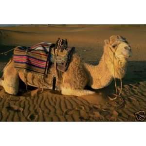  CAMEL CAMELS DESERT Mouse Pad mousepad 