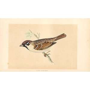 Tree Sparrow British Birds 1St Ed Morris 1851