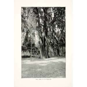  1900 Print Montezuma Cypress Tree Church Santa Maria Tule 