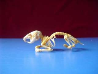 Skeleton  Golden/Bear Hamster Skeleton *** CUTE ***  
