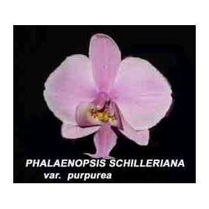Phalaenopsis schilleriana var purpurea  Grocery & Gourmet 