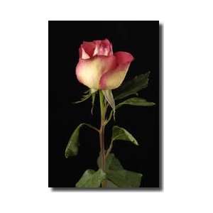  Pinktipped Rose Lincoln Nebraska Giclee Print