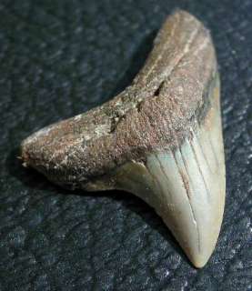 Alopias grandis THRESHER SHARK TOOTH Fossil Fish Teeth  