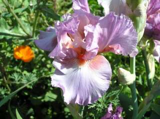 PERSIAN BERRY blue raspberry and maroon bearded iris  