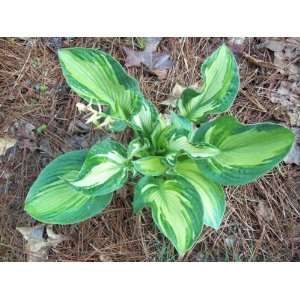  Hosta, Temptation 4 Market Ready, shade, guaranteed 