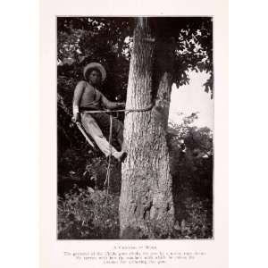  1911 Halftone Print Chiclero Work Tree Gum Machete Harvest 