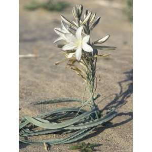  Desert Lily Blooming in the Sand, California Photographic 