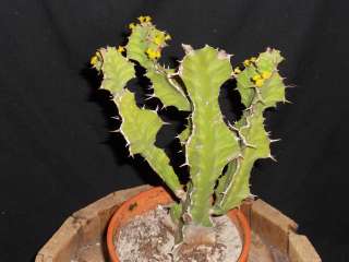 Euphorbia grandilata cuttings succulent/cactus_  