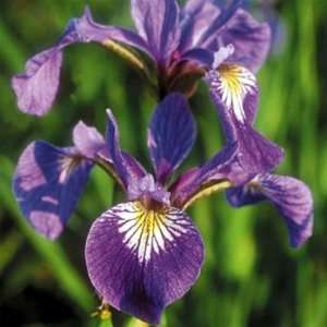  Blue Flag Iris   Bog Plant Patio, Lawn & Garden